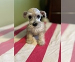 Puppy Puppy 1 Schnauzer (Miniature)