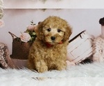 Puppy 14 Poodle (Toy)