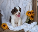 Small Photo #37 Cock-A-Poo Puppy For Sale in GOSHEN, IN, USA