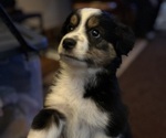 Puppy Eddie Miniature Australian Shepherd