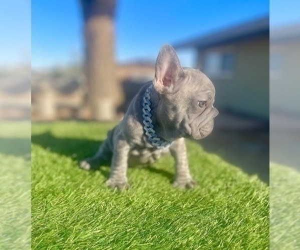 Medium Photo #15 French Bulldog Puppy For Sale in ATLANTA, GA, USA