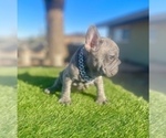 Small #14 French Bulldog
