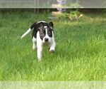 Small #4 Bulldog Mix