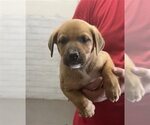 NEWTON - Male Mutt Dog for Adoption - Small photo