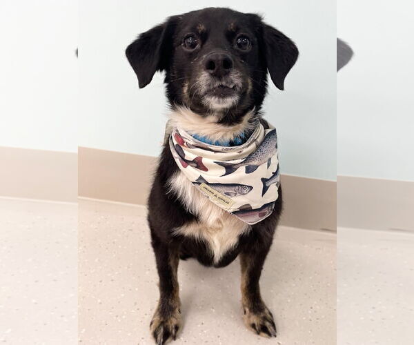 Medium Photo #3 Dachshund-Unknown Mix Puppy For Sale in Princeton, MN, USA