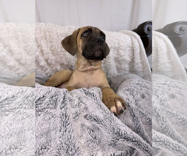 Medium Photo #3 Mutt Puppy For Sale in Goodyear, AZ, USA