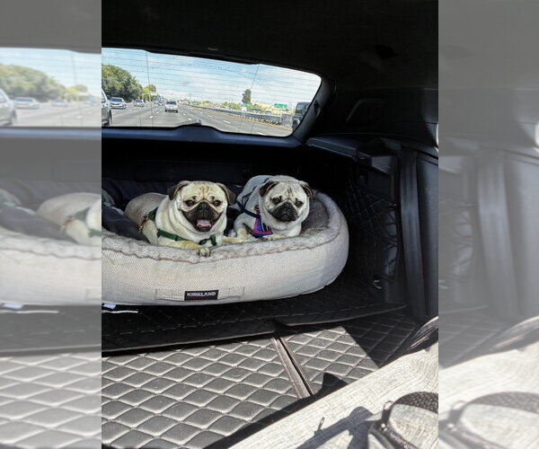Medium Photo #1 Pug Puppy For Sale in Pacifica, CA, USA