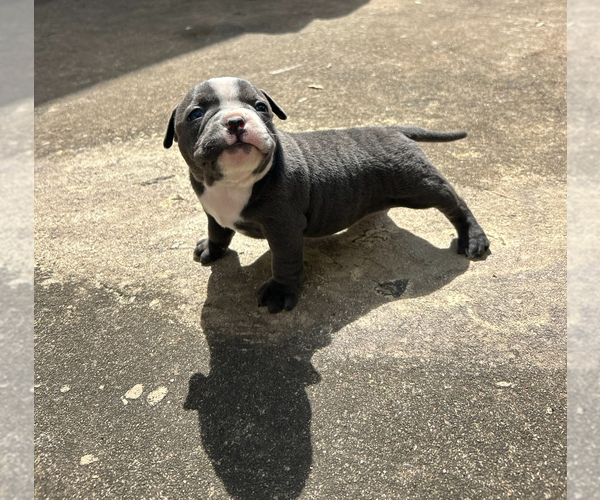 Medium Photo #6 American Bully Puppy For Sale in HOUSTON, TX, USA