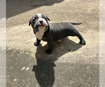 Small #5 American Bully