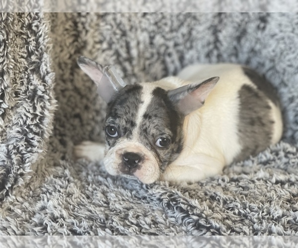 Medium Photo #3 French Bulldog Puppy For Sale in HAMDEN, CT, USA