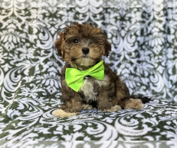 Medium Photo #3 YorkiePoo Puppy For Sale in LAKELAND, FL, USA