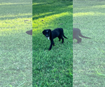 Small #1 Mutt