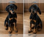 Image preview for Ad Listing. Nickname: Black Beauty