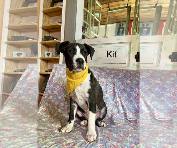 Medium Photo #2 Labrador Retriever-Unknown Mix Puppy For Sale in Rockaway, NJ, USA