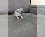 Puppy Seal Chiweenie