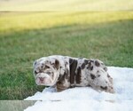 Puppy 3 English Bulldog