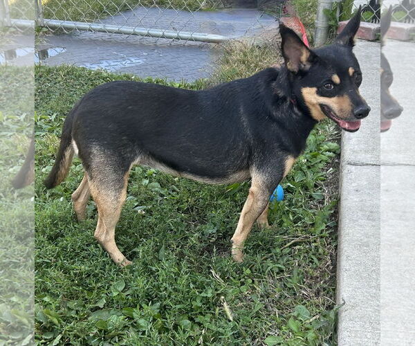 Medium Photo #9 Miniature Pinscher-Unknown Mix Puppy For Sale in Batavia, OH, USA
