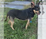Small #8 Miniature Pinscher Mix