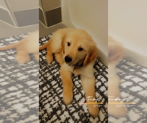 Golden Retriever Puppy for sale in WARREN, MI, USA