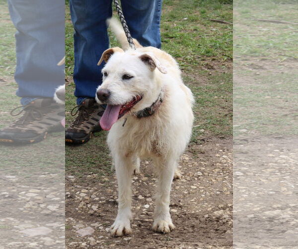 Medium Photo #2 Border Terrier-Unknown Mix Puppy For Sale in Bandera, TX, USA
