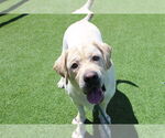 Small #3 Labrador Retriever