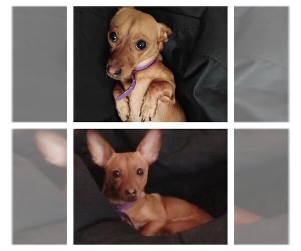 Medium Photo #1 Chihuahua Puppy For Sale in San Antonio, TX, USA