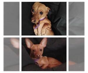 Chihuahua Dogs for adoption in San Antonio, TX, USA