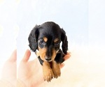 Small #8 Dachshund