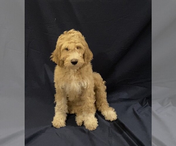 Medium Photo #2 Goldendoodle Puppy For Sale in QUEEN CREEK, AZ, USA