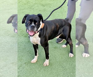 Azriel - Male Boxer Dog for Adoption - Photo #2
