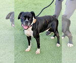 Small Photo #2 Boxer Puppy For Sale in Austin, TX, USA