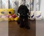 BichPoo puppies - Male Bichpoo Puppy for Sale - Photo #9