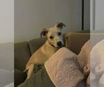 Small #6 American Pit Bull Terrier Mix