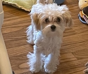 Maltipoo Puppy for sale in LEANDER, TX, USA