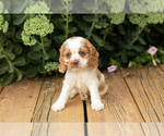 Small #12 Cocker Spaniel