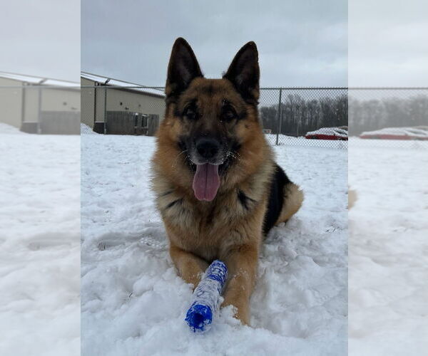 Medium Photo #3 German Shepherd Dog Puppy For Sale in South Bend, IN, USA