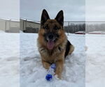 Small #2 German Shepherd Dog