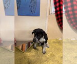 Small Photo #3 German Shepherd Dog-Unknown Mix Puppy For Sale in Monte Vista, CO, USA