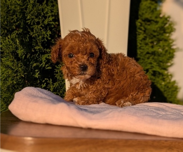 Medium Photo #7 Poodle (Miniature) Puppy For Sale in GOSHEN, IN, USA