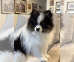 Puppy Puppy 2 Pomeranian