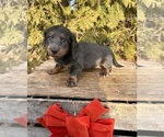 Small #3 Dachshund
