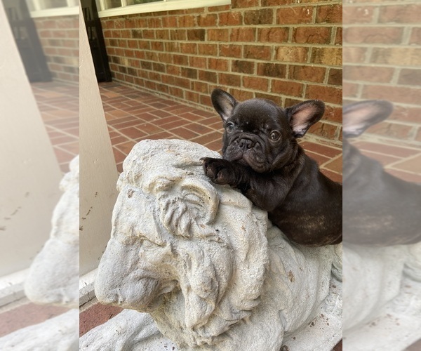 Medium Photo #5 French Bulldog Puppy For Sale in CLEVELAND, NC, USA