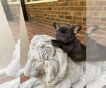 Small Photo #5 French Bulldog Puppy For Sale in CLEVELAND, NC, USA