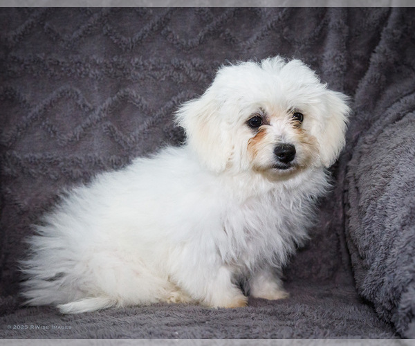 Medium Photo #22 Bichon Frise Puppy For Sale in WAKARUSA, IN, USA
