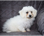 Small Photo #22 Bichon Frise Puppy For Sale in WAKARUSA, IN, USA