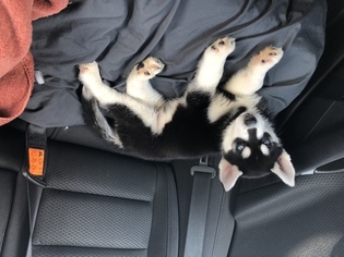 Siberian Husky Puppy for sale in CIRCLEVILLE, OH, USA