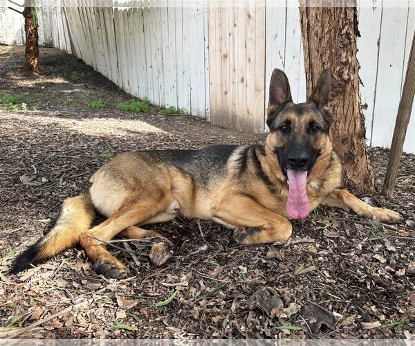 Medium Photo #2 German Shepherd Dog Puppy For Sale in San Diego, CA, USA