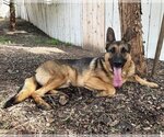 Small #1 German Shepherd Dog