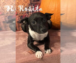 Chihuahua Dogs for adoption in Augusta, GA, USA