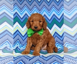 Goldendoodle (Miniature) Puppy for sale in CHRISTIANA, PA, USA